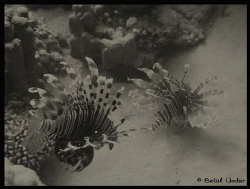 lion fish company @Fanadir. but guess they don't like me ... by Betül Ündar 